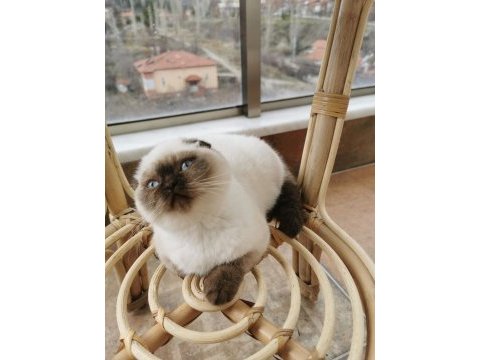 Tertemiz uysal safkan scottish fold blue point shorthair