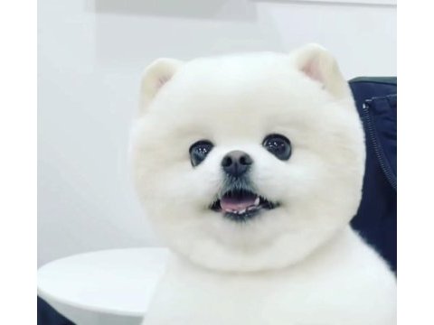 Kar beyaz pomeranian köpekler