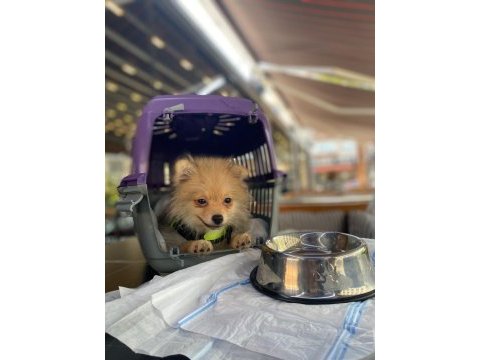 Pomeranian 4.5 aylık erkek