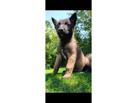 Üst düzey safkan belçika malinois bebekler