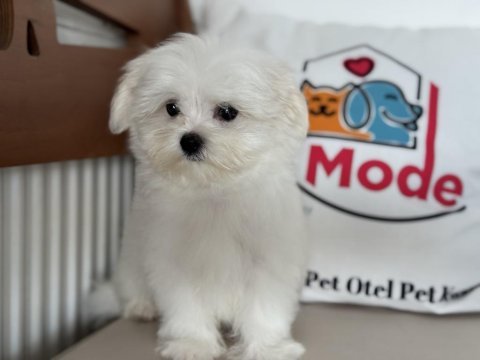Çok özel tea cup kore kan maltese yavrumuz