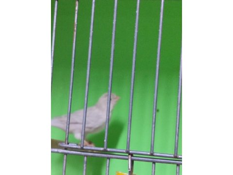 Orjinal renk kanaryaları