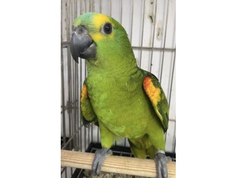 Blue front amazon papağanı bebek