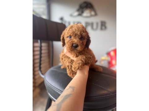 Antialerjik toy poodle bebekler