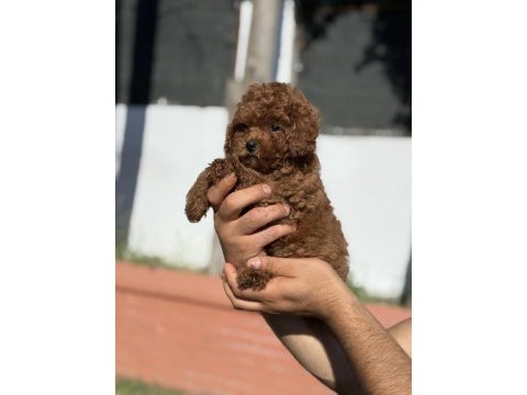 Orjinal red toy poodle