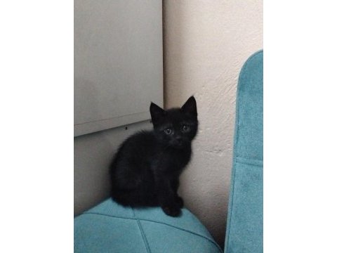 Yavru kedilerimiz yeni yuvasını arıyor