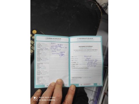 8 aylık karnesi var çipi takılı tilki surat pomeranian