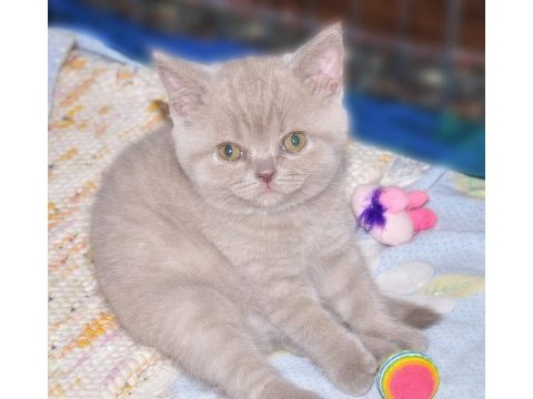 2 adet scottish fold 1 adet british