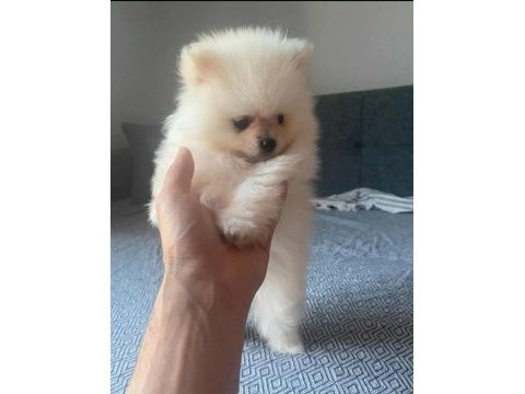 Dişi erkek pomeranian