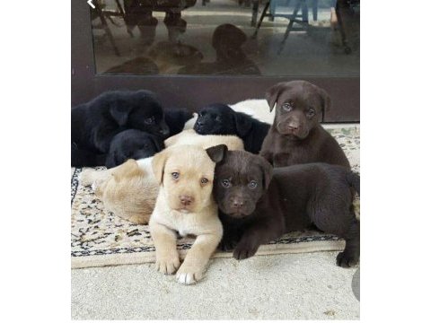 Labrador retriever bebeklerimiz evinizin neşesi olacaktır