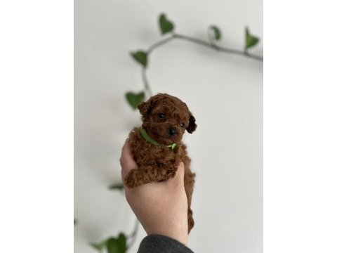 Micro boy poodle yavrular