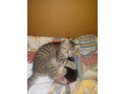 British shorthair 3 aylık erkek