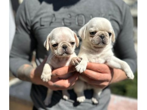 Egzotic white pug kardeşler