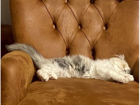 6 aylık uysal persian dişi kedim