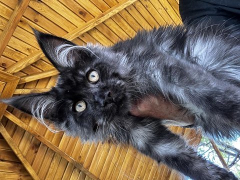 Tescilli safkan maine coon