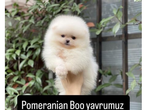 Pomeranian boo ayı surat
