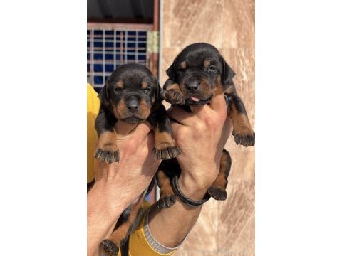 Doberman yavrularımız 