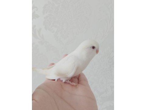 Cins yavru ele gelen muhabbet kuşu