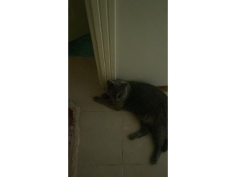 British shorthair 1,5 yaşında