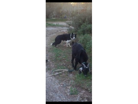 Papi dost köpekler