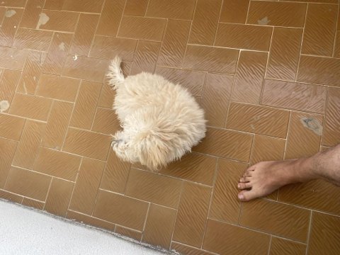 Erkek 2 aylık poodle