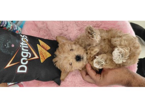Tüy koku derdı yok 0 beden maltipoo