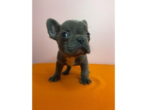 Orjinal french bulldog blue köpeğimiz