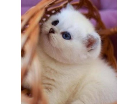 British shorthair erkek kedimiz