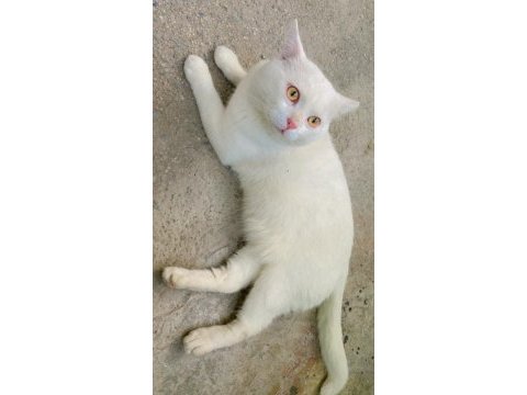 British shorthair 1 yaşında
