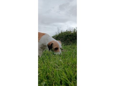 Toprağa yuva arıyoruz terrier köpeğime