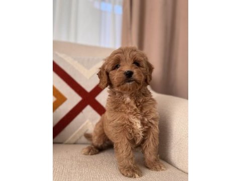Bal surat maltipoo