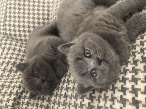 Erkek gri renk british shorthair 8 mart doğumlu