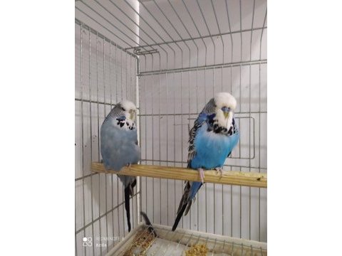 2022 tkf bilezikli show jumbo muhabbet kuşu