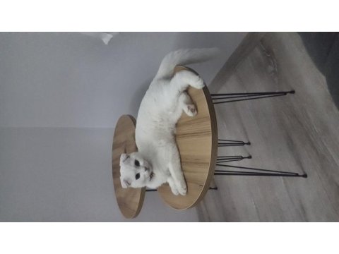 3 yaşında scottish fold
