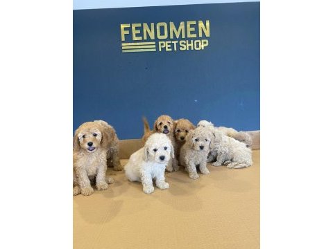 Maltese yavrular maltipo ve toy poodle yavrular ankara