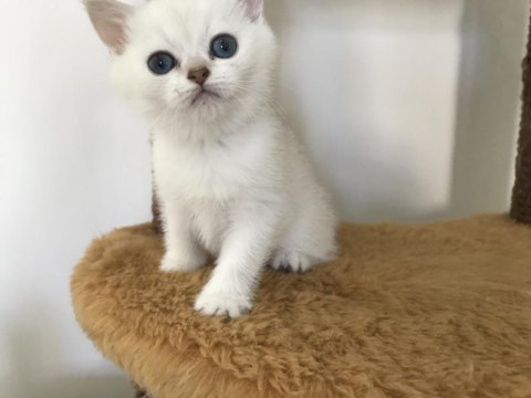 Mama karşılığında british shorthair kedimiz
