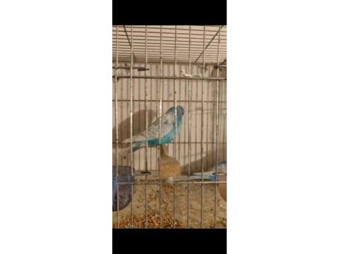Jumbo takım muhabbet kuşu