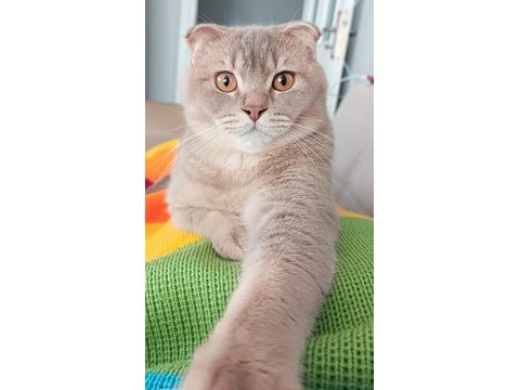 Tarçın scottish fold oğlum sahiplendirilecektir