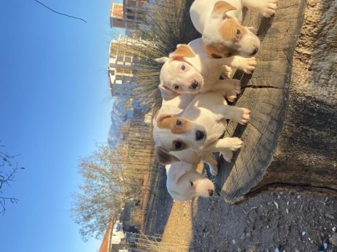 Kısa bacak safkan jack russell