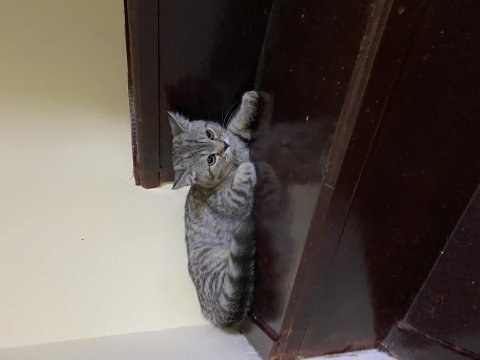 Yavrularımız sahiplendirilmeyi bekliyor