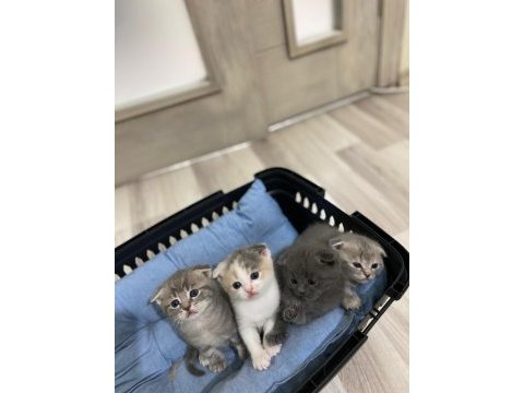 Orjinal british shorthair yavruları