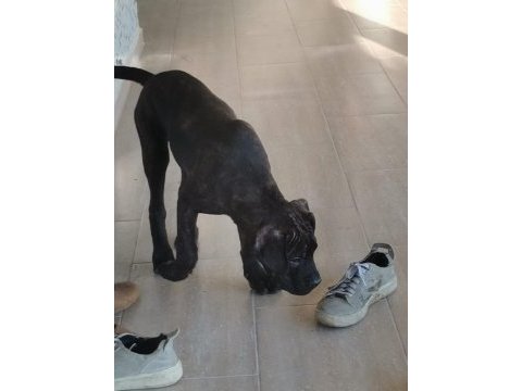 A class presa canario yavruları