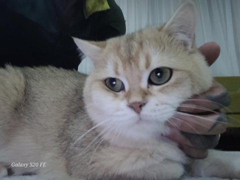 British shorthair kedilerimiz
