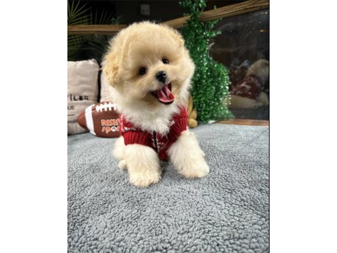 Muhteşem tatlılıkta maltipoo yavrumuz