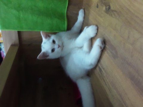 British longhair yavrular british shorthair yavrular