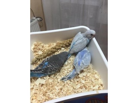 Konuşan bebek muhubbet kuşları elimzde herzaman mevcuttur