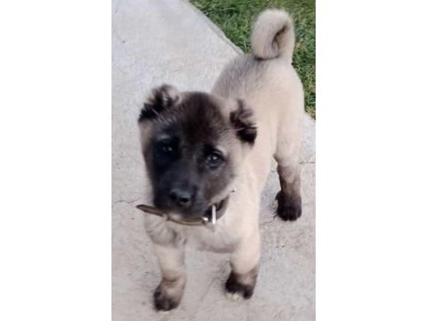Kangal yavrusu