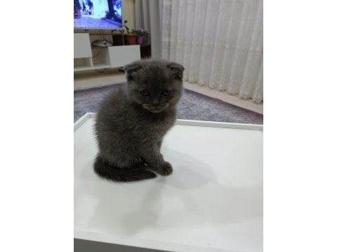 Son bayram şekeri scottish fold