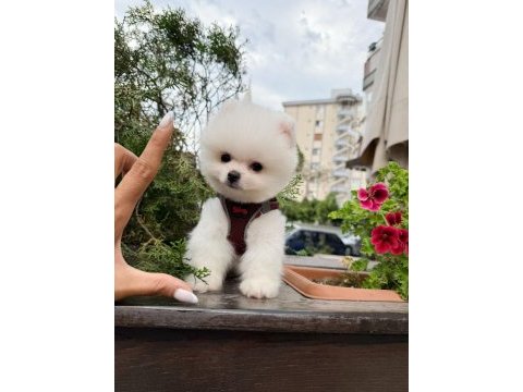 Anti alerjik tüy dökmeyen yavru pomeranian boo