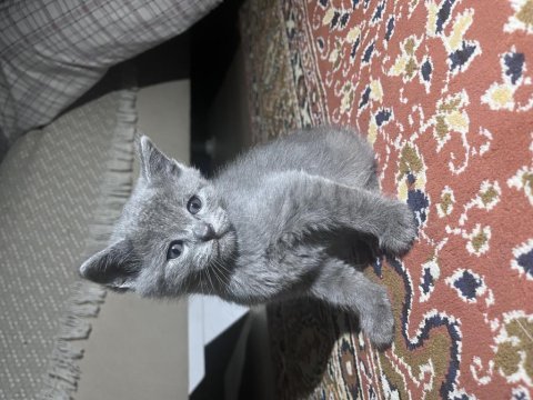 Yavru kedi (0-3) aylık british shorthair